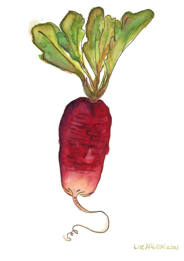 French Radish