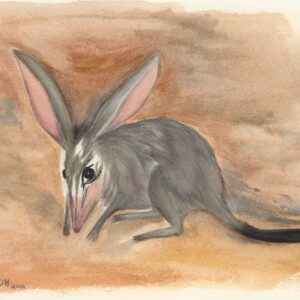 LizWilson-Bilby-A4