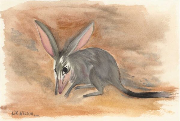 LizWilson-Bilby-A4