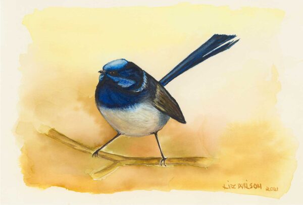 BlueFairyWren