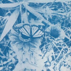 LizWilson-ButterflyOnZinnia-HighRes